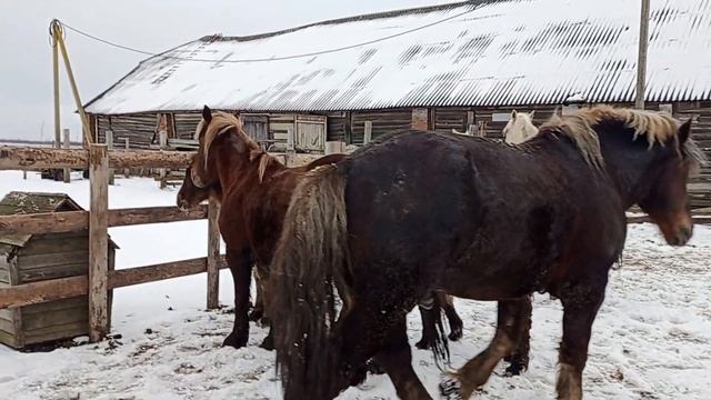 Лялька просится к жеребцу смотреть онлайн