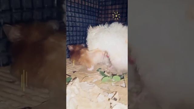 Teddy bear hamster breeding tutorial step by step смотреть онлайн