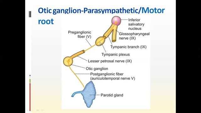 Otic Ganglion смотреть онлайн