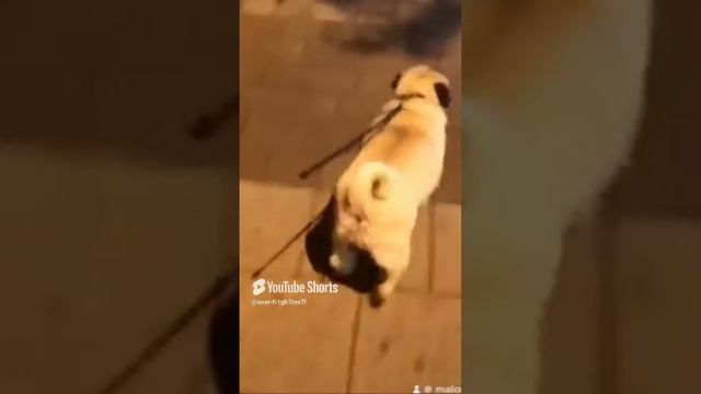 Мопс Милка смотреть онлайн