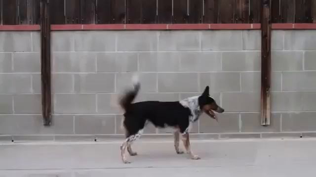 Jumpy the Stunt Dog смотреть онлайн
