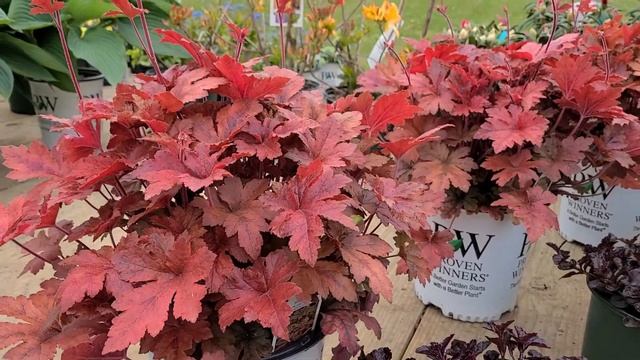 Heucherella 'Hop Scotch' (Foamflower) // A Terrific NATIVE Hybrid, With Vigorous COLORFUL Foliage