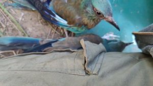 Сизоворонки - немного кривые, но все равно милые