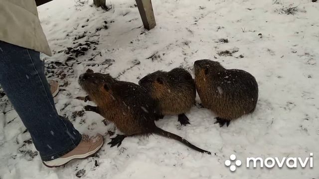 Нутрии на снегу..... смотреть онлайн