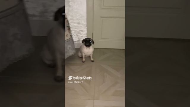 Мопс Милка смотреть онлайн