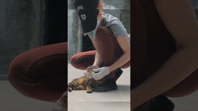 Как кошки спасли город от крыс