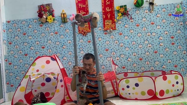 Smart Sam Trains Baby Monkey To Climb A Tree To Be Super Happy