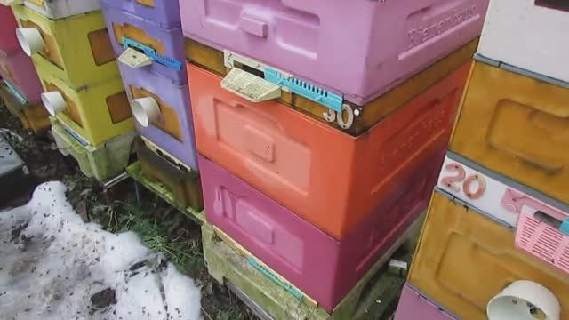 дальневосточная пчела плохая зимовка на ячейке 5,4 мм в 2024 году, хорошо зимует на ячейке 4,9 мм смотреть онлайн