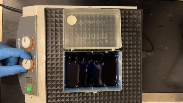 How to stain SDS-PAGE gels using Coomassie Blue смотреть онлайн