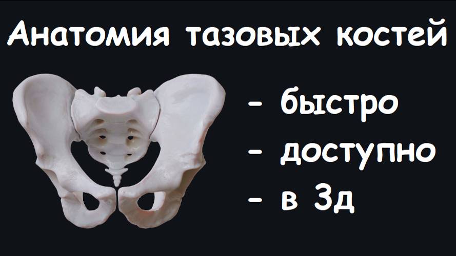 АНАТОМИЯ ТАЗОВЫХ КОСТЕЙ В 3Д смотреть онлайн