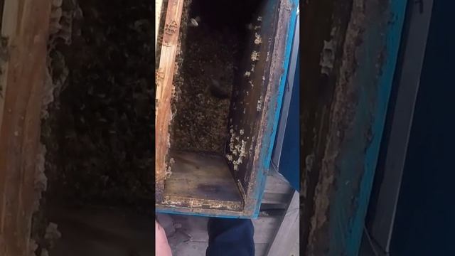 Как выгнать мышь с помощью пчел #анатолийстрелец смотреть онлайн