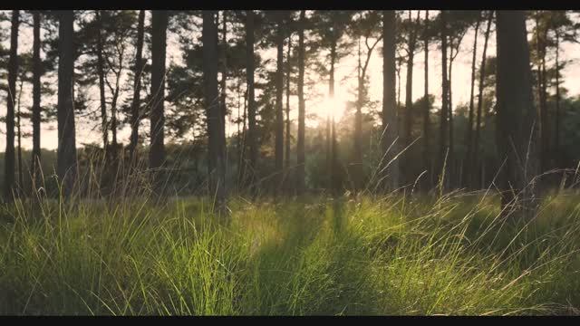 Звуки природы Пение птиц щегол. Релакс 2 часа ! Сон . смотреть онлайн