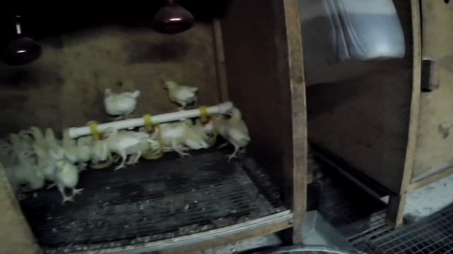 ПЕРЕСАДКА ЦЫПЛЯТ ИЗ БРУДЕРА В КЛЕТКУ. смотреть онлайн