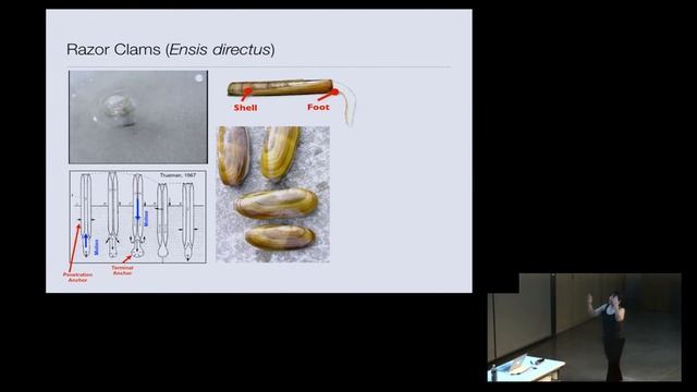 Anette Hosoi: From Razor Clams to Robots: The Mathematics Behind Biologically Inspired Design смотреть онлайн