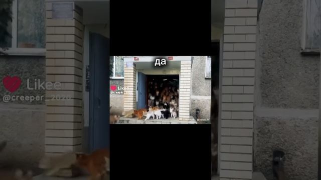 это так и вашем подъезде? смотреть онлайн