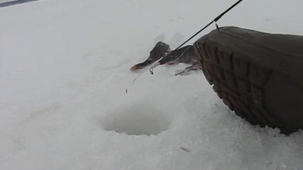 Выдрачиваем окуня