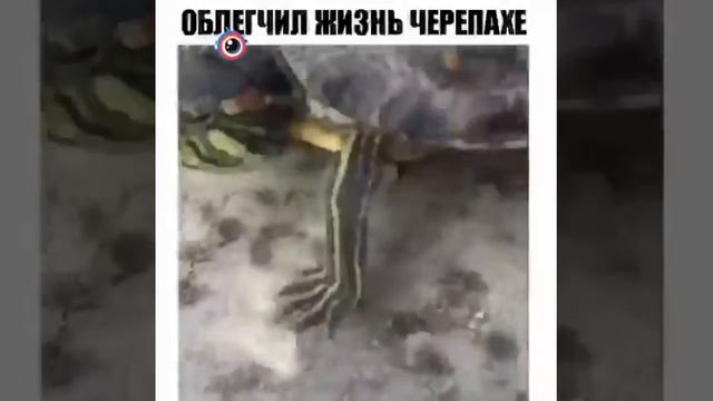 Черепашье бега на скейте смотреть онлайн