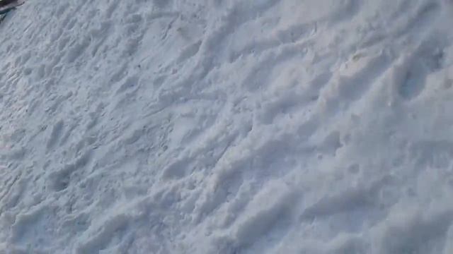 Волк по улице смотреть онлайн