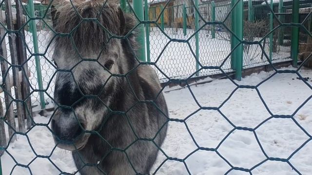 Парк флоры и фауны ,,Роев Ручей ". смотреть онлайн