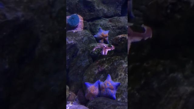 Морская звезда Патирия смотреть онлайн