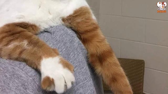 Die Katze kletterte auf die Schulter des Mädchens und begann um Hilfe zu schreien смотреть онлайн