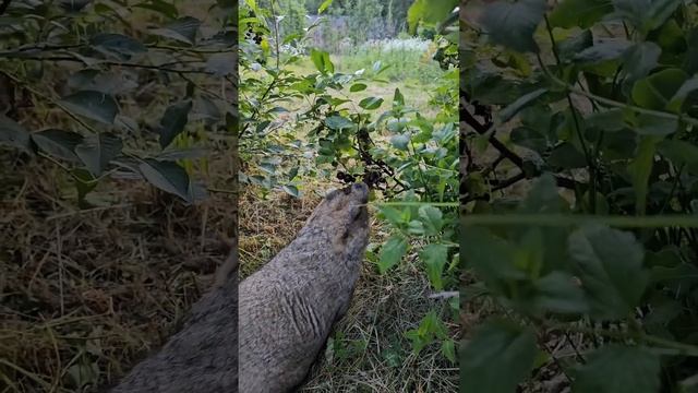 Поздняя прогулка Тошки по саду смотреть онлайн
