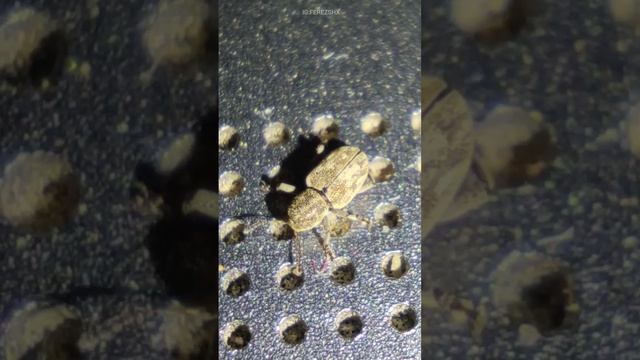 anthribidae on laptop смотреть онлайн