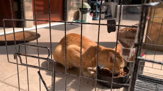 RANCANG BANGUN PET FEEDER BERBASIS WEMOS D1 MINI DENGAN GOOGLE ASSISTANT смотреть онлайн