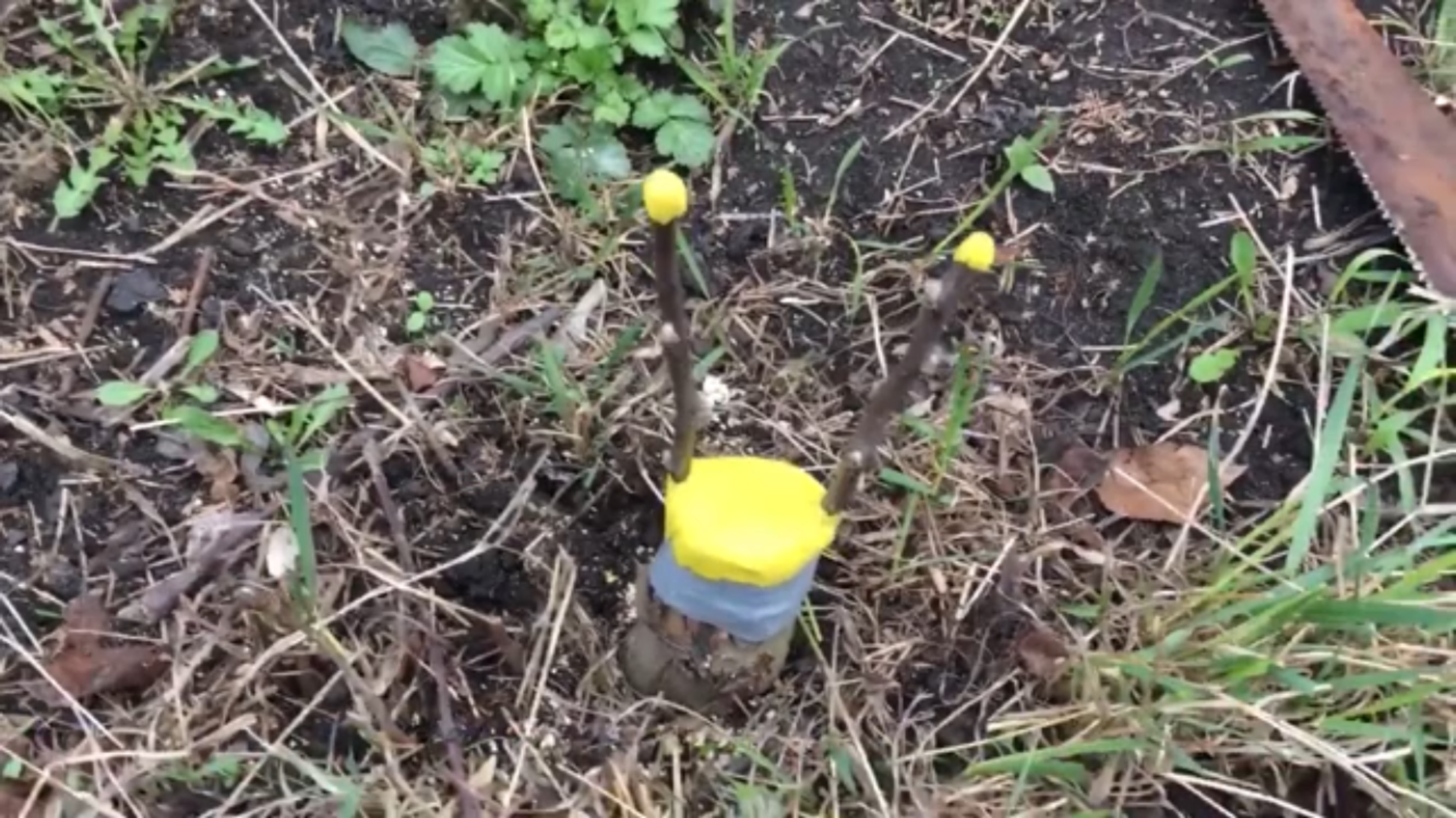 Весенняя прививка яблони черенками за кору. смотреть онлайн