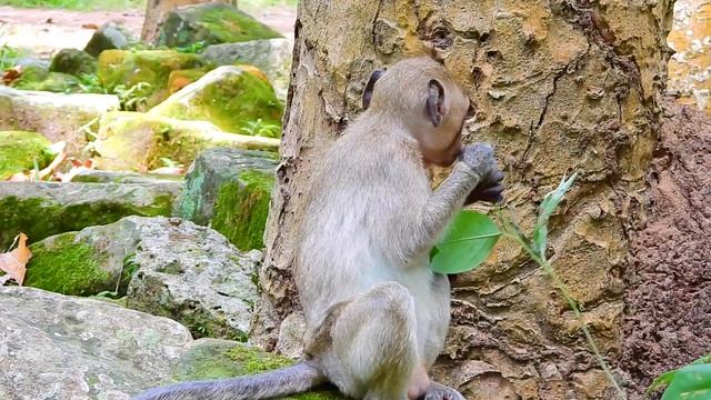 WOW Baby Janet is so kind to monkey Scarlet,She is doing massage for old monkey смотреть онлайн