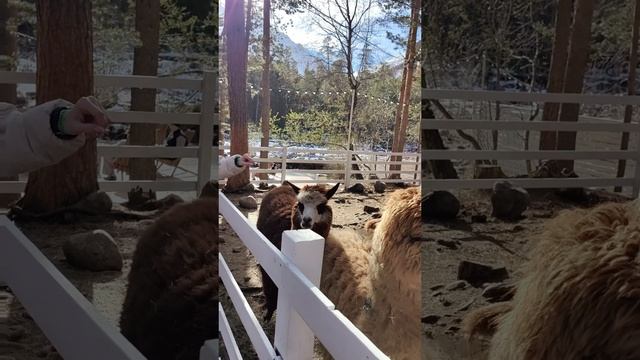 Кормлю альпак в Приэльбрусье 🦙 смотреть онлайн