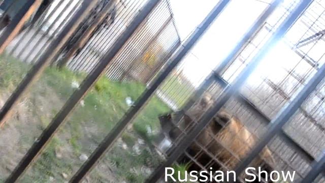 ПОЕХАЛА!| Сожгли машину| Встретили медведя смотреть онлайн
