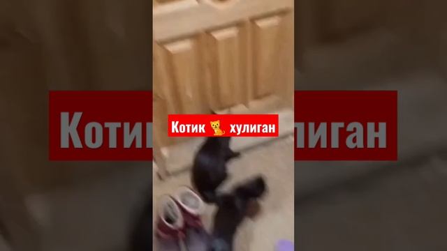 Котик хулиган #shorts #short #котик смотреть онлайн