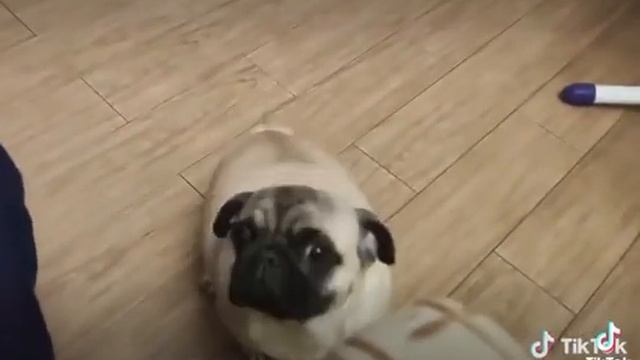 Мопс Милка смотреть онлайн