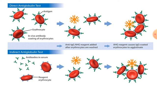 Antigen-Antibody Reactions [[Part-2] смотреть онлайн