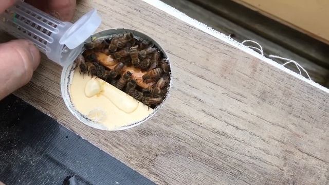 Virgin Queen Emergence and Introduction Into Mating Nuc смотреть онлайн