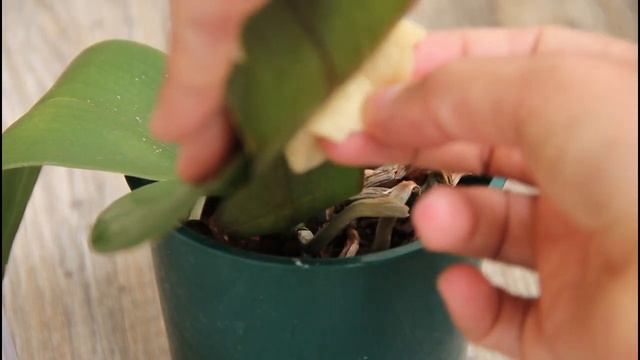 All you need is some coffee! And now orchids bloom endlessly! смотреть онлайн