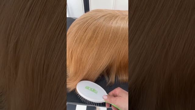 @Andiscompany Premium Dog Grooming Tools: Pin Brush смотреть онлайн