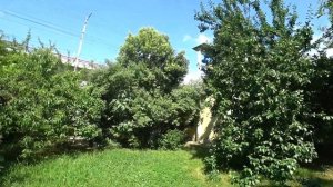 АДЛЕР. РАБОТА , КОШКА И ОКРОШКА ..