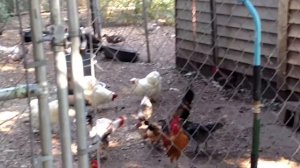 Сельское хозяйство в США #FARM