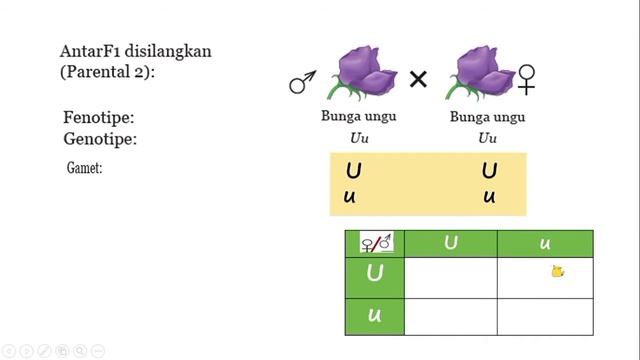 PEWARISAN SIFAT PERSILANGAN by MULIA смотреть онлайн