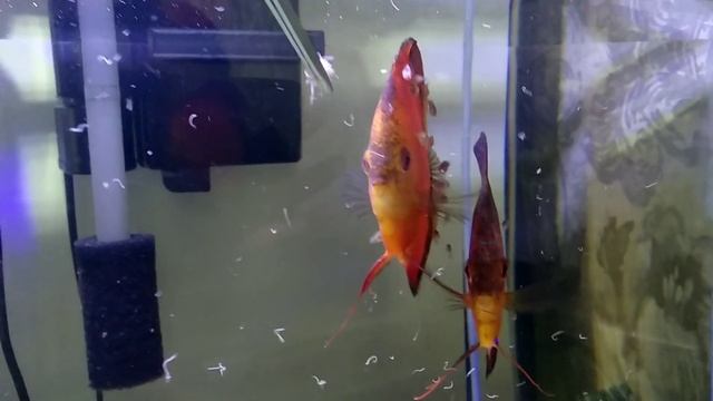 Дискусы (мальборо) с малышами. Кормление аулофорусом.