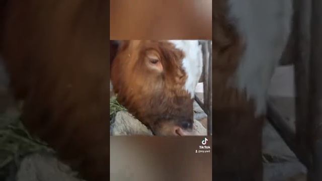 Утро в деревне. #shorts смотреть онлайн