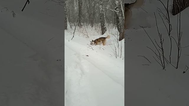 Ну и добыча на подснежной охоте смотреть онлайн