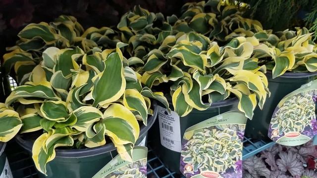 Hosta Mini Skirt смотреть онлайн