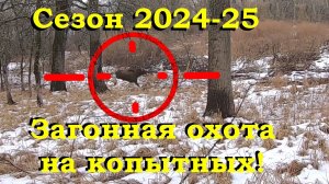Закрытие охоты на копытных / Сезон 2024-25