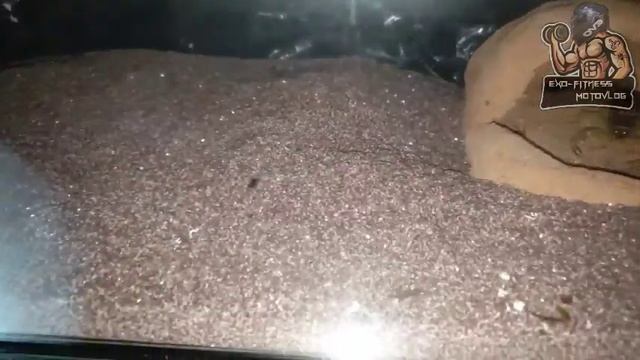 Parabuthus Raudus Bicolor Scorpling Baby