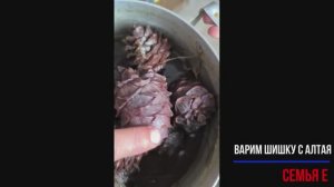 Сварили кедровую шишку с Алтая.