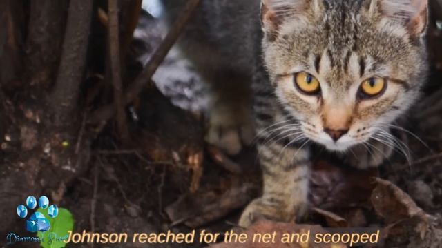 Cat Goes Shopping! Brings Leaf to Buy Fish, What Happened Next Will Shock You! смотреть онлайн