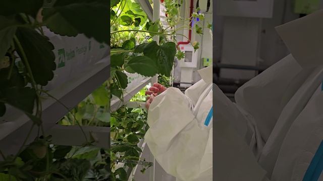 Клубничная фабрика смотреть онлайн